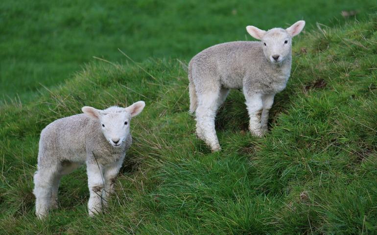 Spring Lambs in Cornwall Park Green