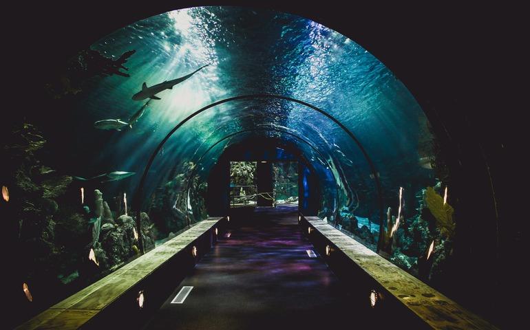 Ripley’s Aquarium