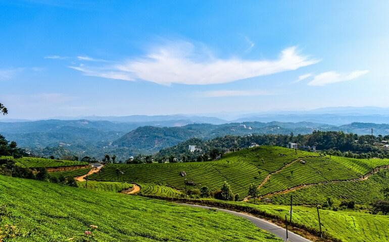 Munnar tea plantations