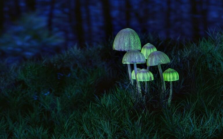 Glowing Fungi