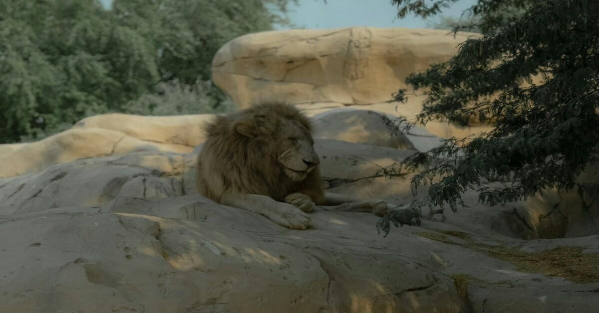 Dubai Safari Park Reopened in October for Its 7th Season: Learn How to Win Free Tickets!