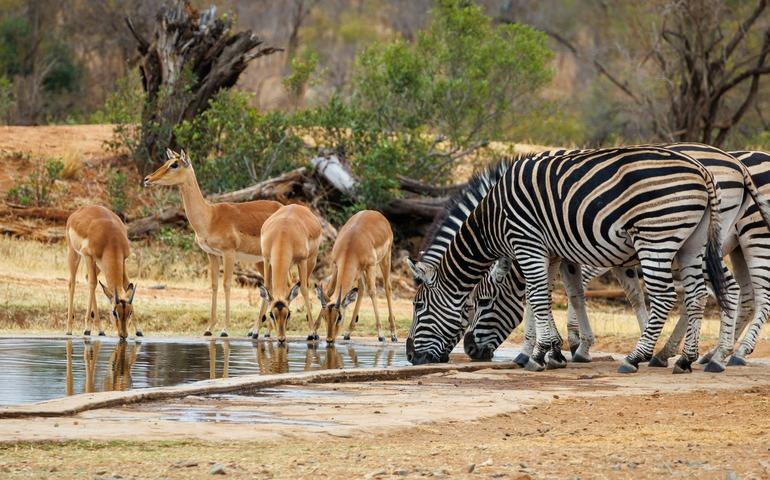 Zebras and Impalas at Waterhole, Kruger National Park