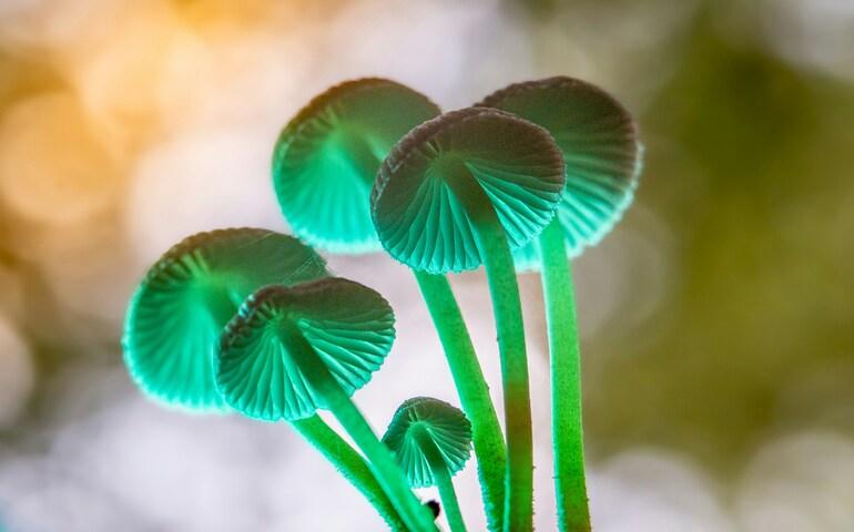 Mushrooms emitting green light