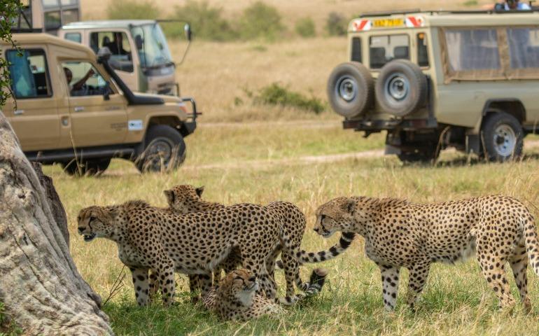 Safari vehicles passing by a group of cheetahs in Masai Mara, Kenya 

