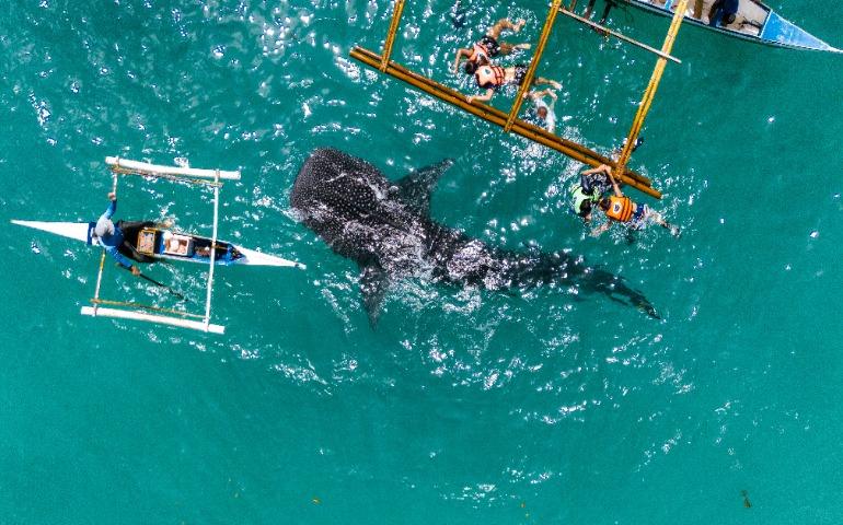 Whale sharks glide beside snorkelers
