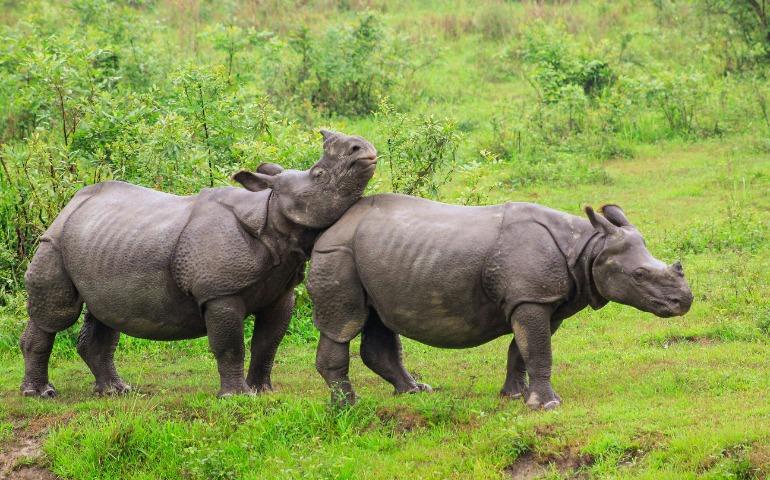 Rhinos in Kaziranga National Park, Assam
