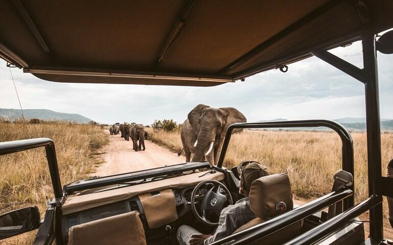 Elephants are visible from a safari jeep