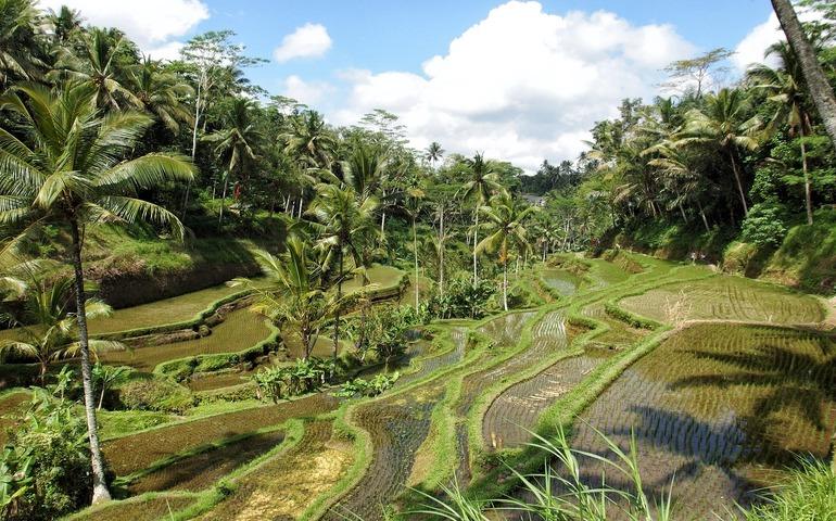 Rice Paddy Fields in Bali
