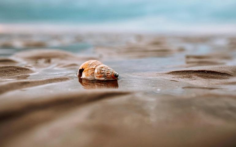 Shell on the beach