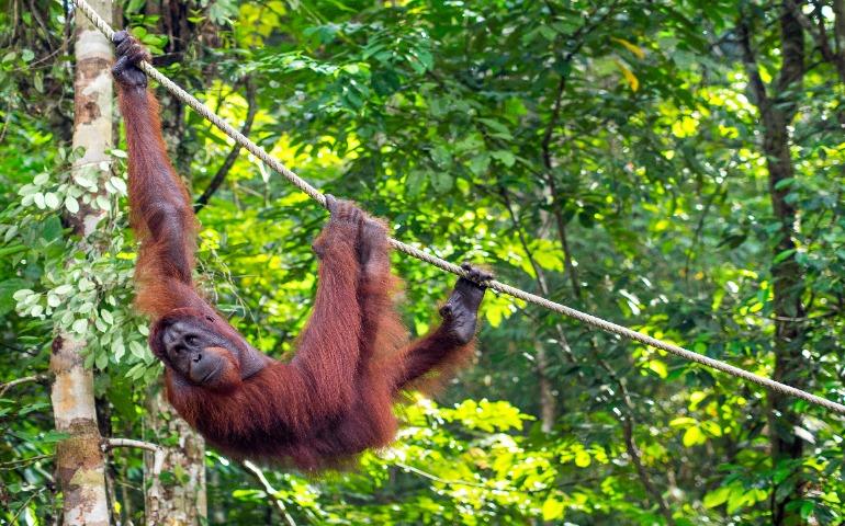 Borneo Orangutan at the Semenggoh Nature Reserve in Kuching, Sarawak State, Malaysia.
