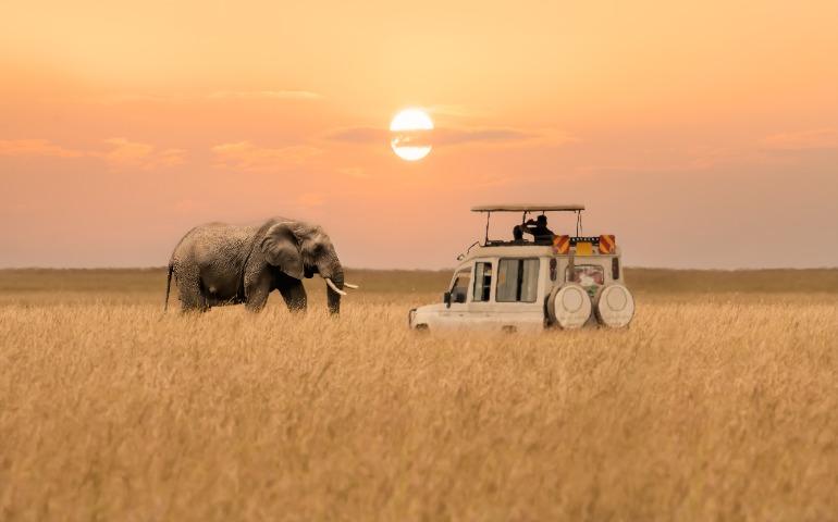 The elephant is walking towards the safari vehicle
