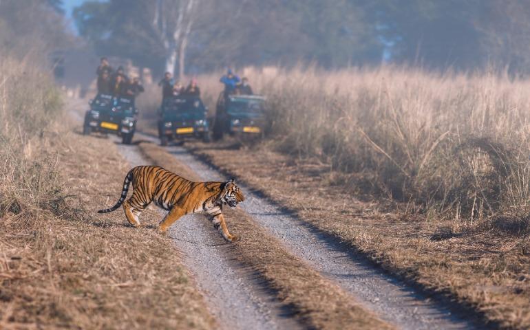 Tiger crossing the road at the Jim Corbett National Park 
