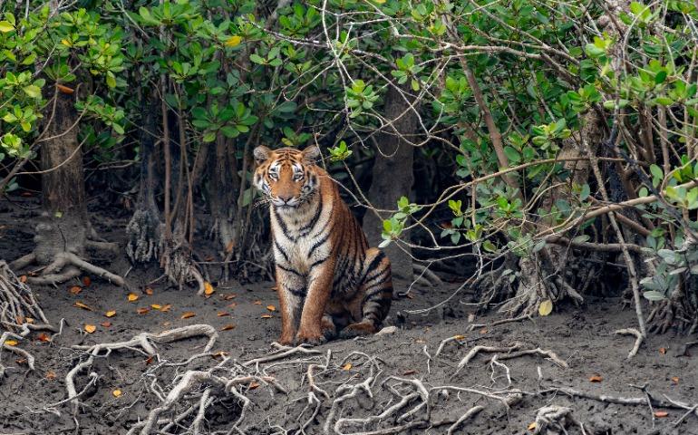 The Bengal tiger in mangroves of Sundarbans
