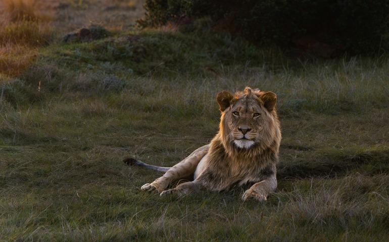 A Lion Sitting in a Grassy Field