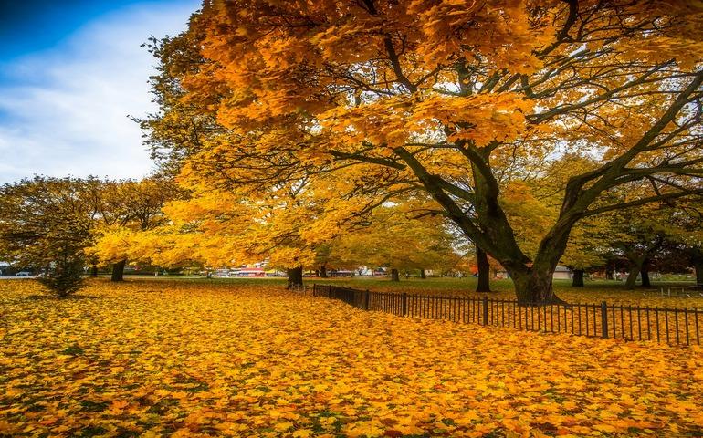 Toronto in Autumn Season
