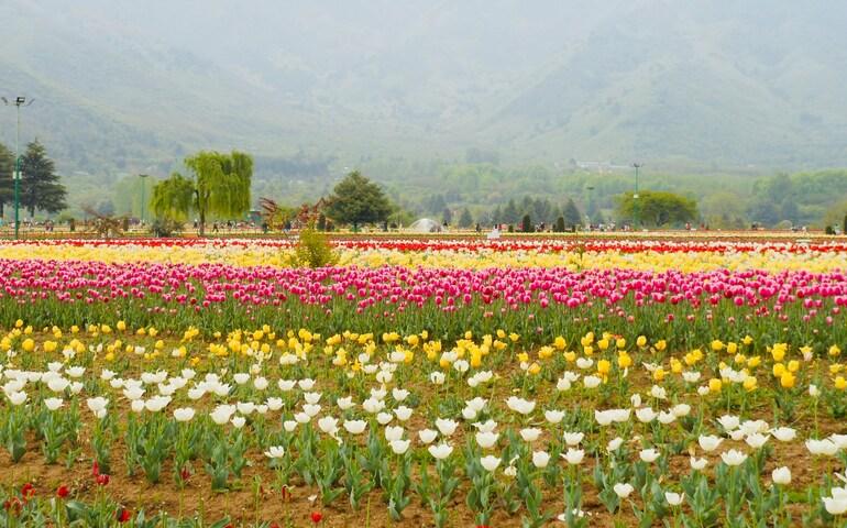 Kashmir Garden