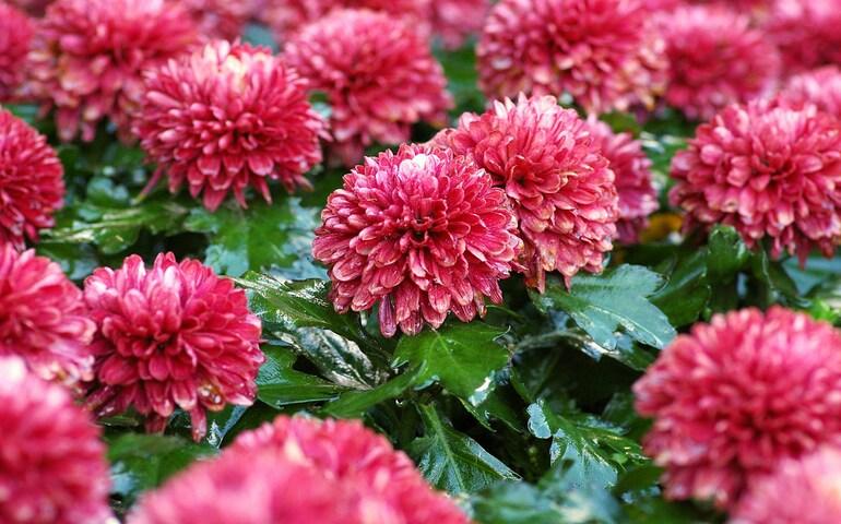Chrysanthemum Garden