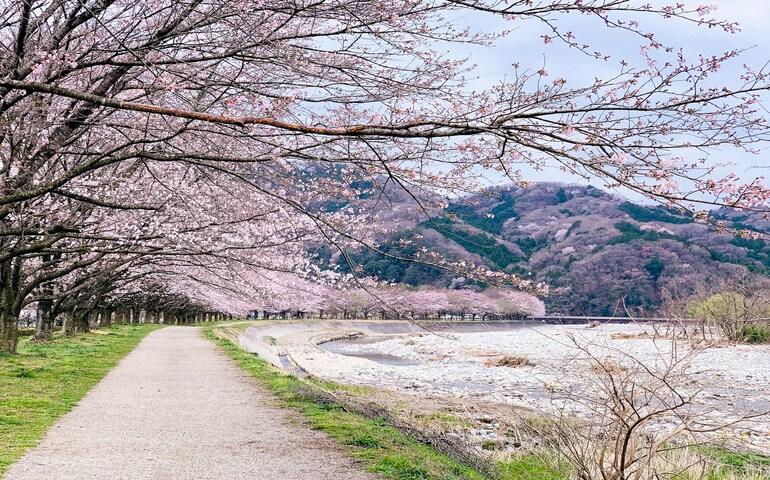 Cherry blossom in Japan