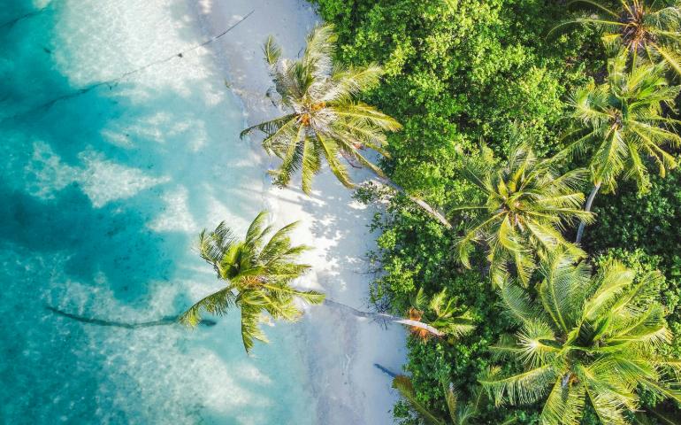 Tropical Beach with Palm Trees 