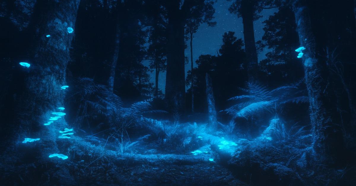 Waipoua Forest: Where the Ground Glows Brighter Than the Sky