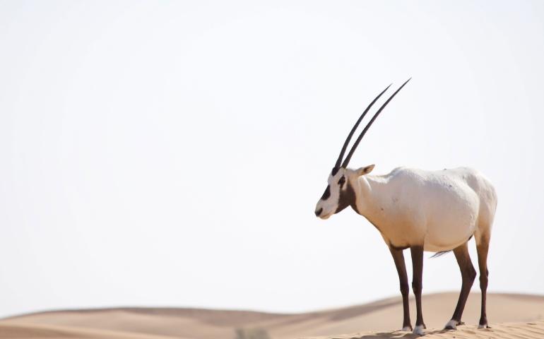 Arabian Oryx standing in the desert dunes in the Middle East