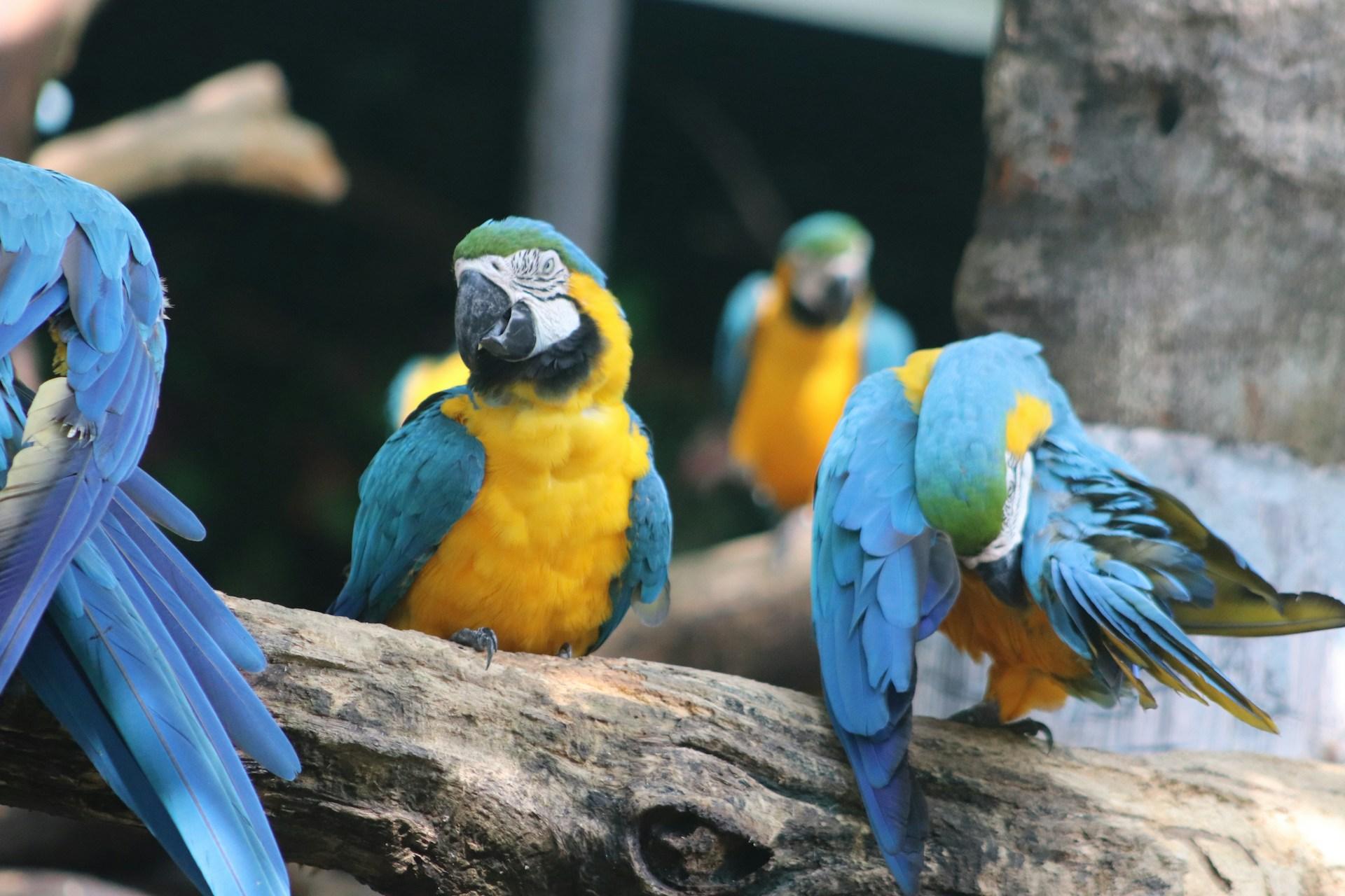Parrots in Bangkok's Safari World