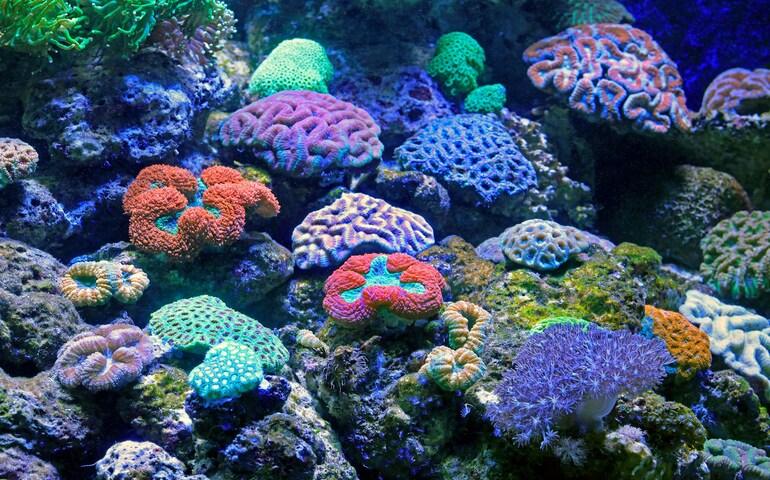 Various types of Coral Reefs