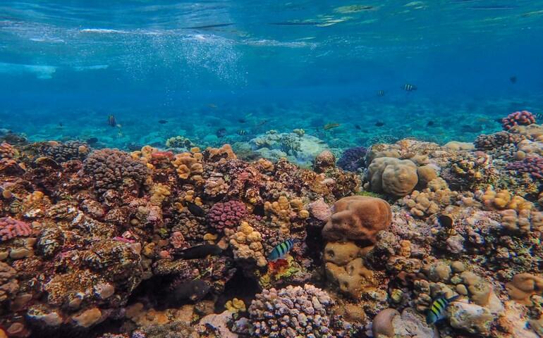 A sea bed of corals