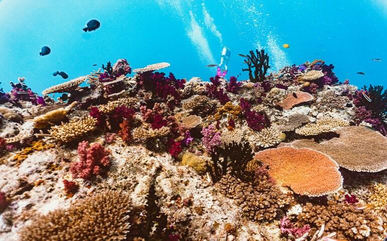 The Rainbow Reef in Fiji