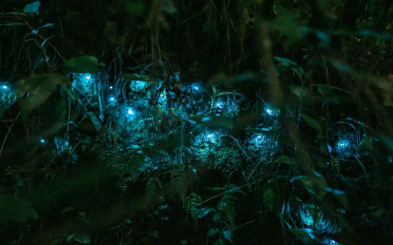Glow worms
Image Credit: Luca 