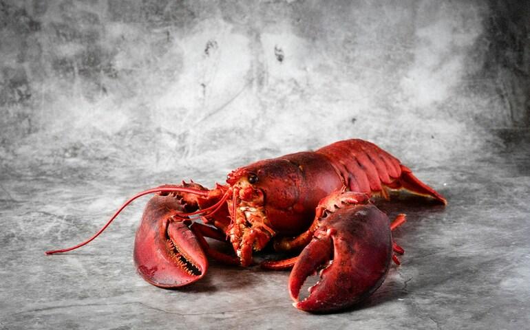 Lobster