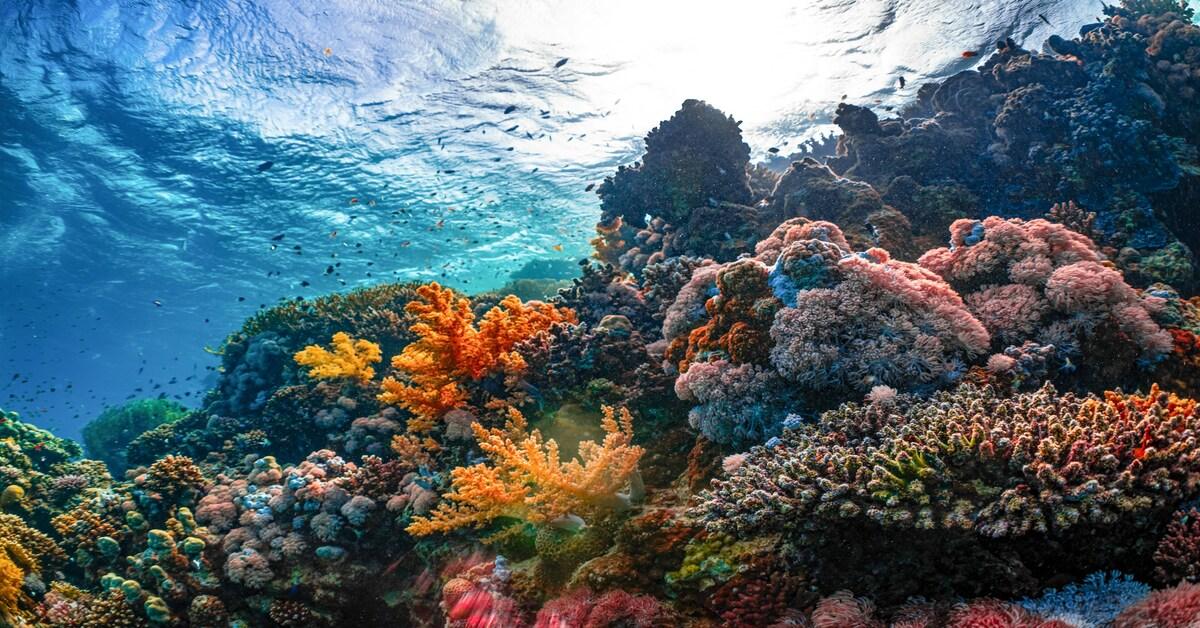 7 Best Coral Reefs: Visit Before Their Colours Fade Forever