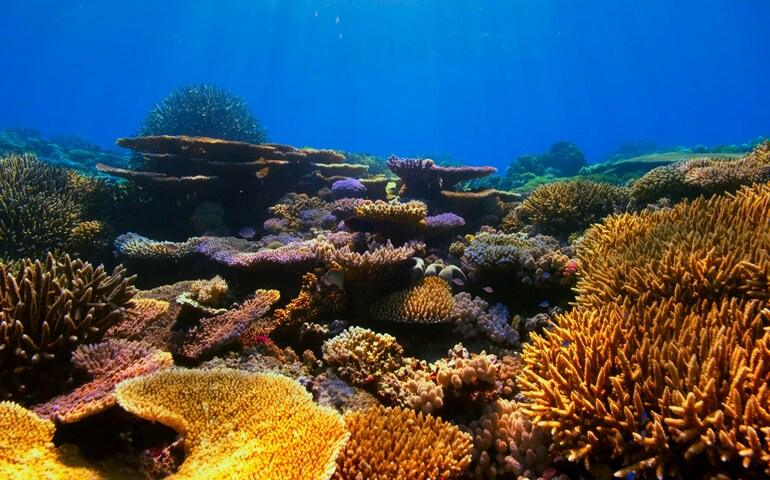 The colourful coral reef at Raja Ampat