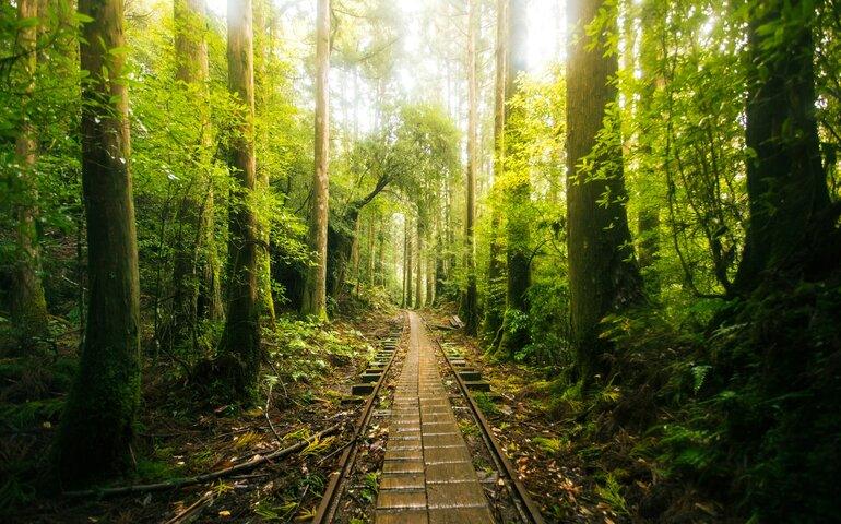 The forests of Yakushima island, Japan