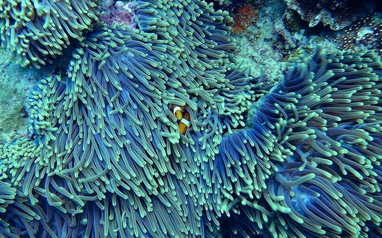 Clownfish hiding in the reefs