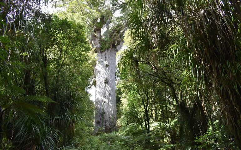 Tāne Mahuta, also called Lord of the Forest, is a giant Kauri tree
