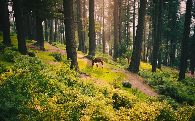 Serene Forest Scene with Horse in Chamba, India