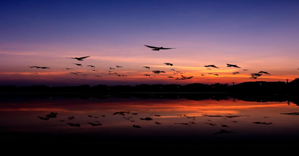 Photo by Kunal Baroth: https://www.pexels.com/photo/birds-flying-on-a-twilight-sky-2007660/