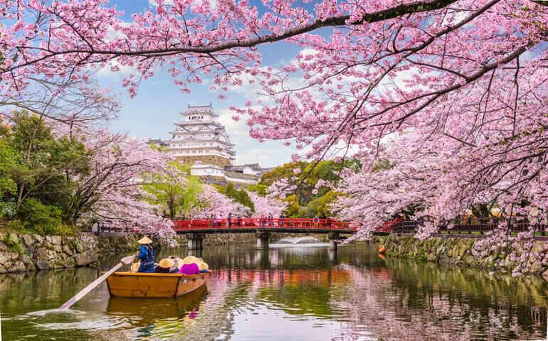 Cherry blossoms at Himeji Castle in the spring season, Japan