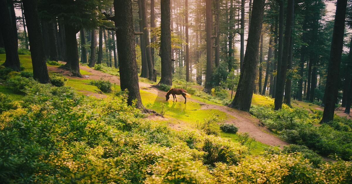 Photo by Harin Daris: https://www.pexels.com/photo/serene-forest-scene-with-horse-in-chamba-india-35055847/