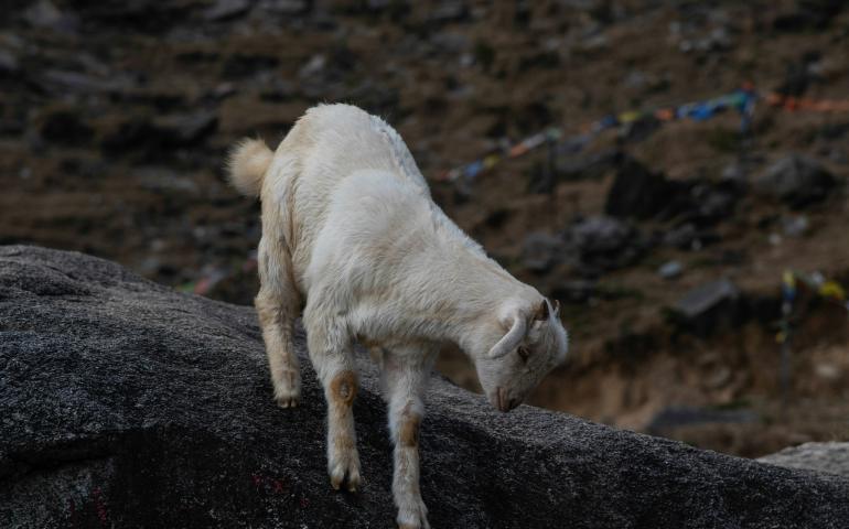 A goat standing on a rocky surface
