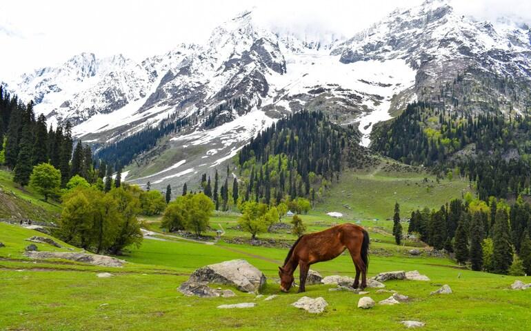 Thajiwas glacier, Sonmarg, Kashmir, Forest Block