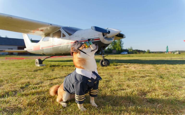 Photo by Aliaksei Smalenski: https://www.pexels.com/photo/funny-photo-of-the-shiba-inu-dog-in-a-pilot-suit-at-the-airport-16264570/