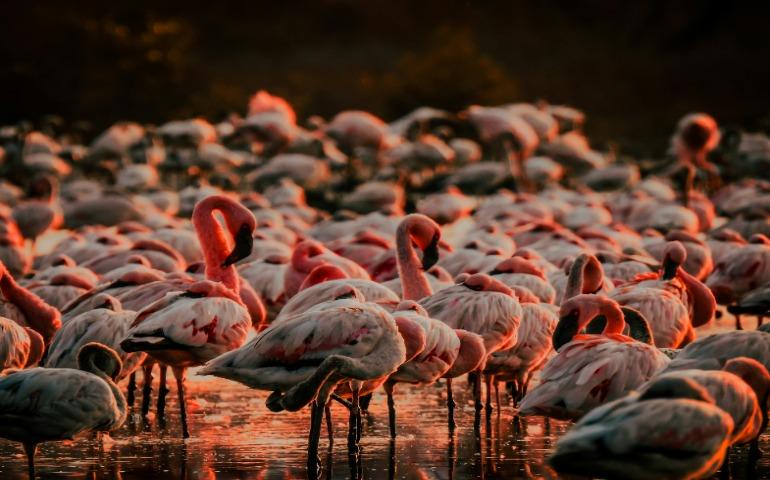 Flamingos at Thane Creek 
