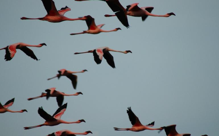 Flamingos Flying Through Navi Mumbai’s Sky
