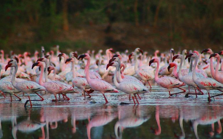 Flamingos in Navi Mumbai
