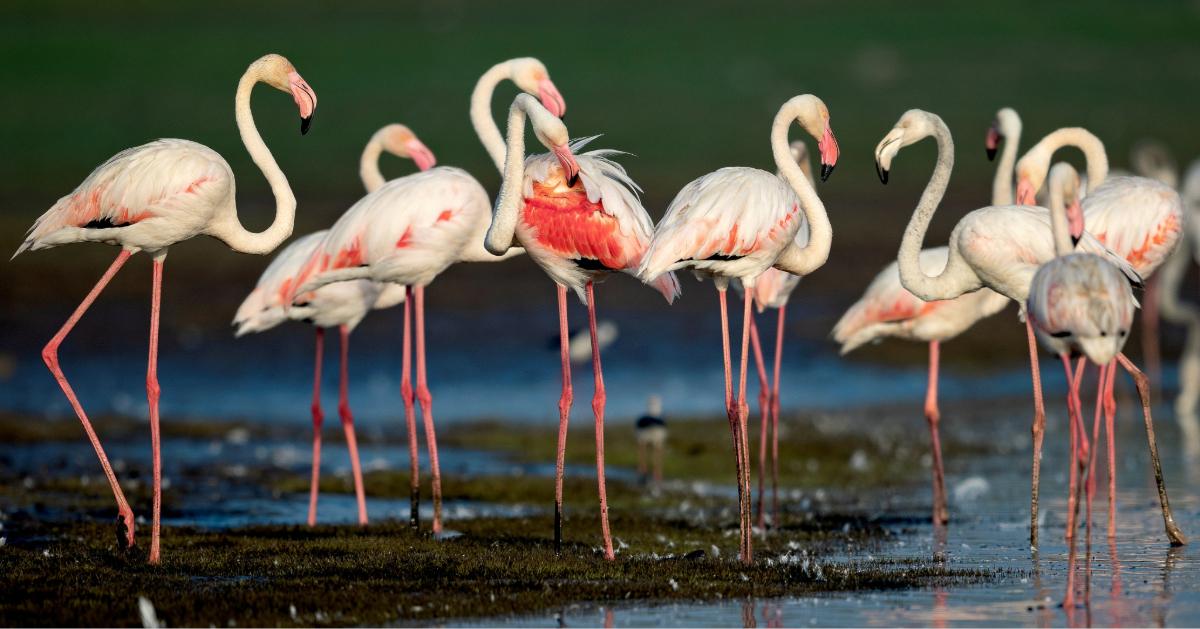 Flamingo Season In Maharashtra: Blink and You’ll Miss the Magic