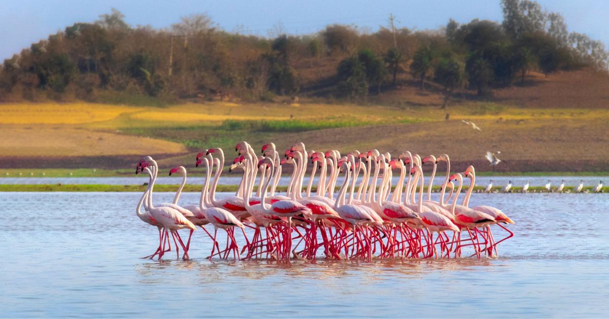 Sambhar Festival 2025