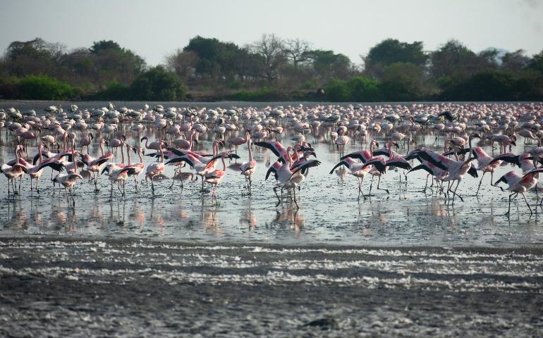 Flamingo sightings in Mumbai

