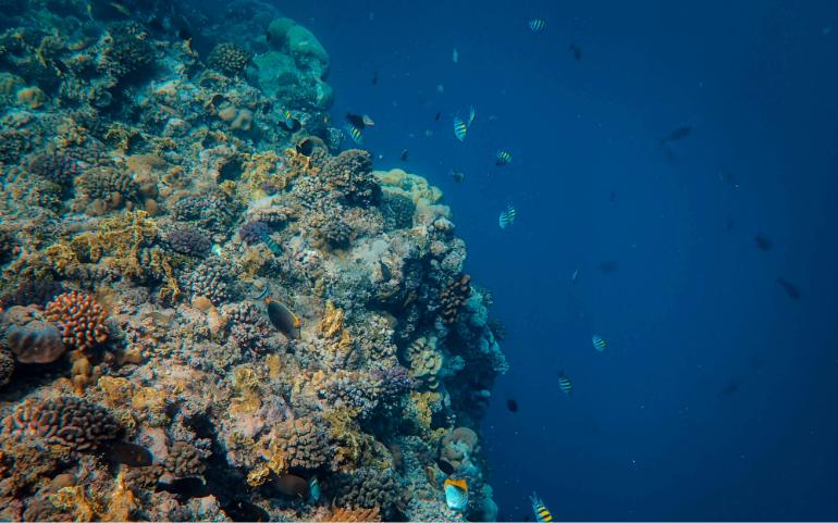 Farasan Islands Saudi Arabia